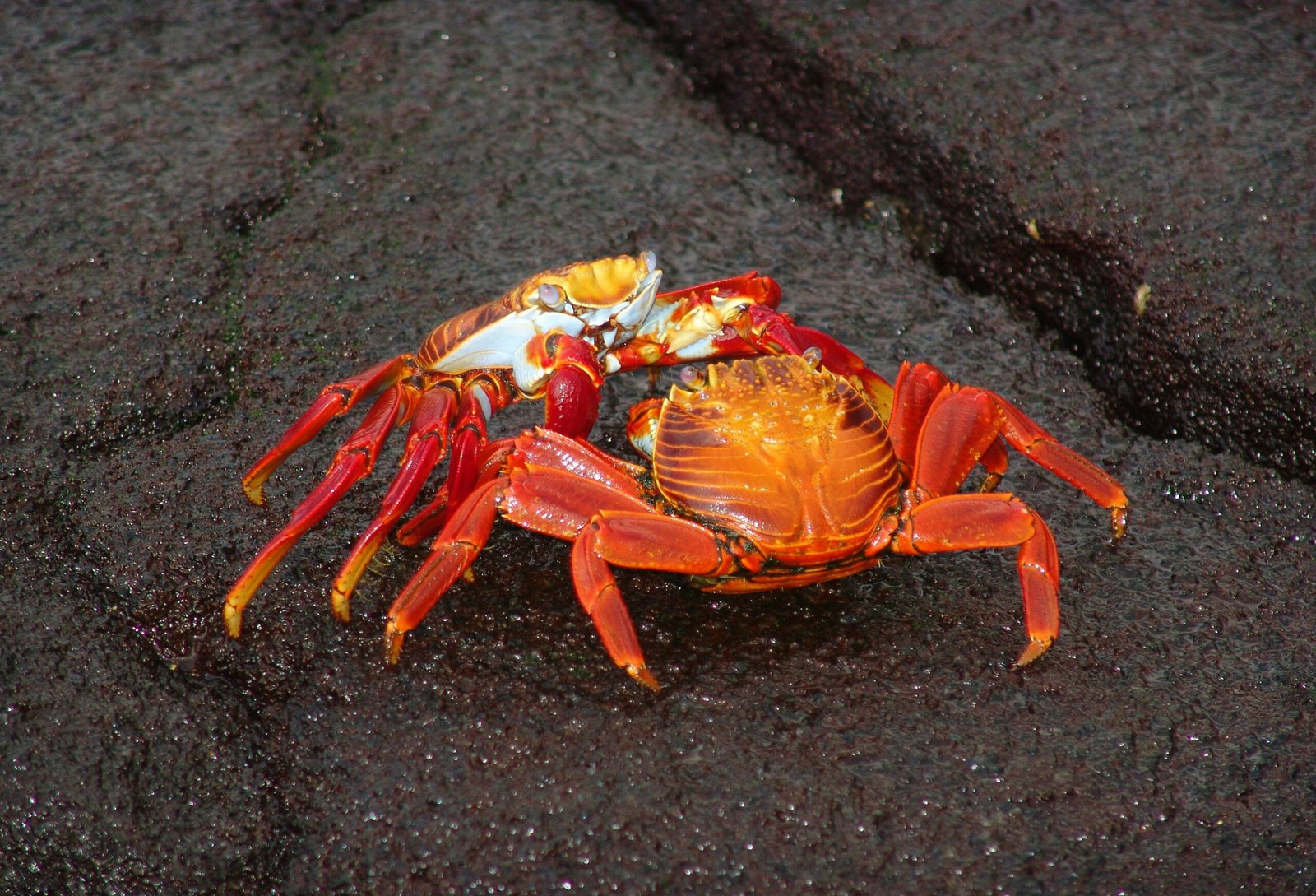 Crab Roast